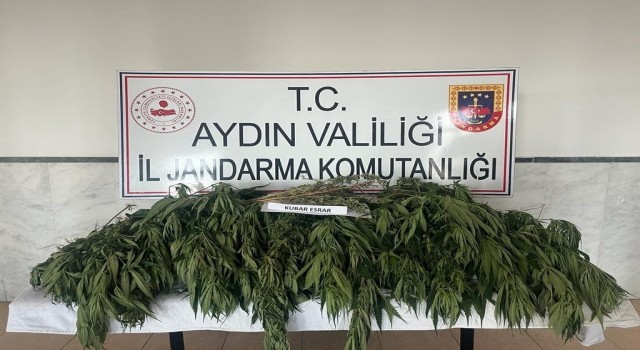 Orman içerisine ektiği kenevirleri sularken yakalandı