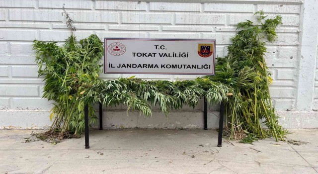 Ormanı uyuşturucu tarlasına çevirdi