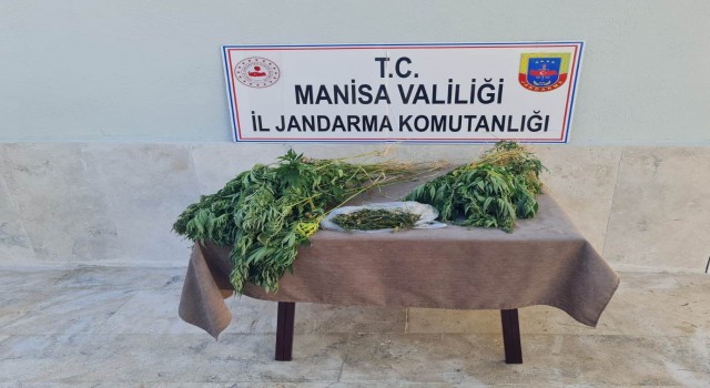 Ormanlık araziye kenevir ekmişler