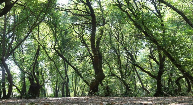 Ortaca Belediyesi sığla ağaçlarını koruma altına alıyor