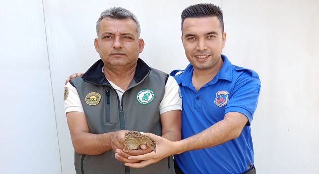 Osmaniye'de Bitkin halde bulunan Bıldırcın Kılavuzu ve Yıla Kartalı tedaviye alındı
