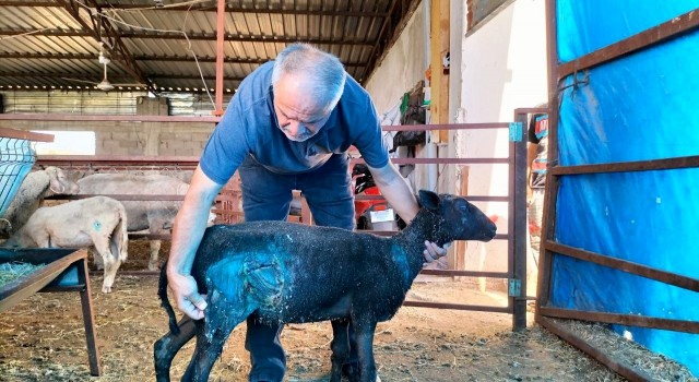 Osmaniyede sokak köpekleri küçükbaş hayvan çiftliğine saldırdı