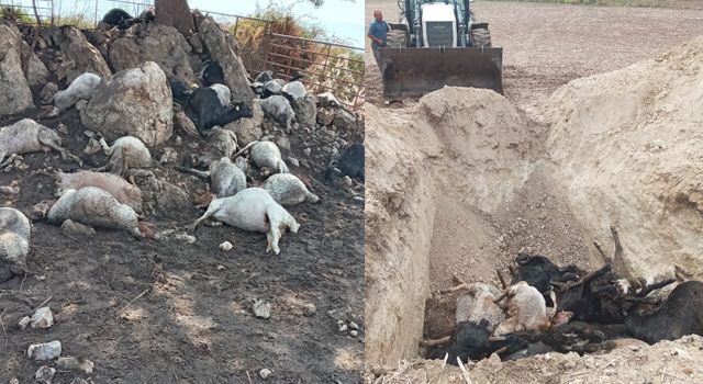 Osmaniye'de Yıldırım düşmesi sonucu 38 küçükbaş hayvan telef oldu
