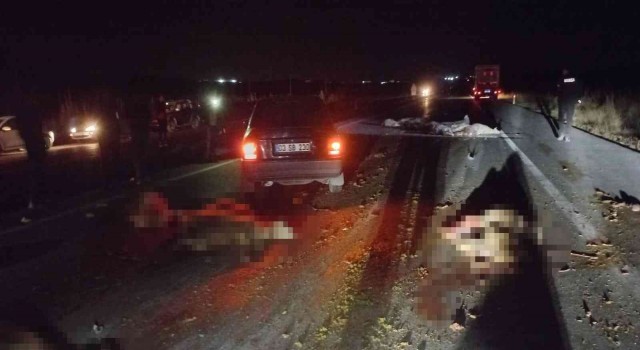 Otomobilin çarptığı sürüde 20 koyun telef oldu