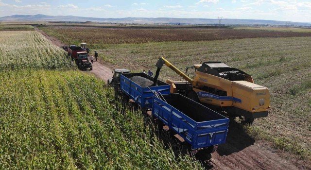 (ÖZEL) 250 bin dekarlık tohumluk ayçiçeğin hasadına başlandı