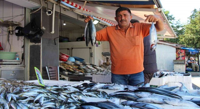 Palamut yüz güldürüyor