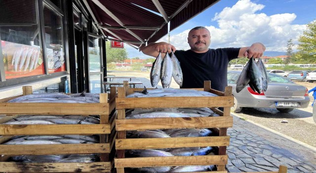 Palamuttaki bolluk fiyatı dibe çekti