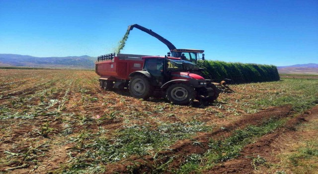 Pasinlerde silajlık mısır hasadı başladı