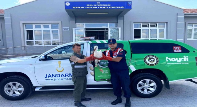 Polonyada GPS cihazı takılan leylek Aksarayda bitkin halde bulundu