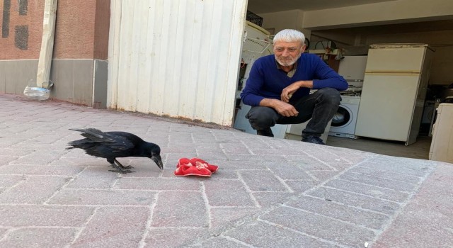 Recep Amca ve karga ‘Şakirin dostluğu görenleri mest ediyor