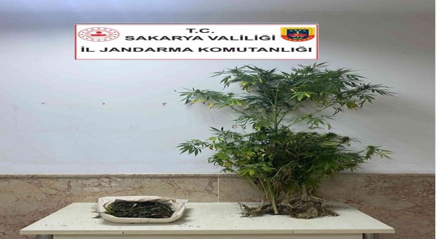 Sakaryada 3 kilogram esrar ele geçirildi: 1 gözaltı