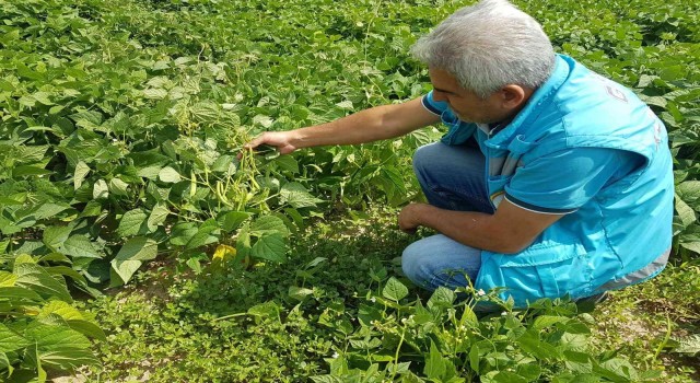 Şaphanede “Nadasa elveda” projesi