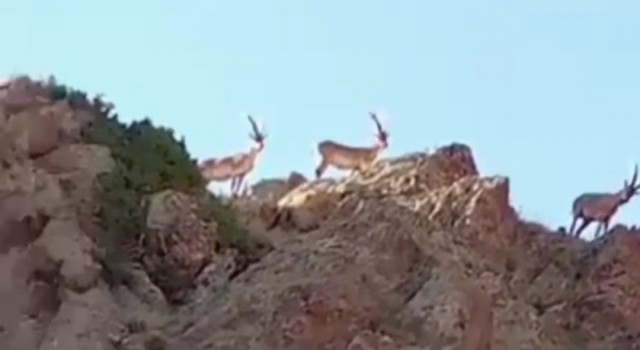 Sarayda yaban keçileri görüntülendi