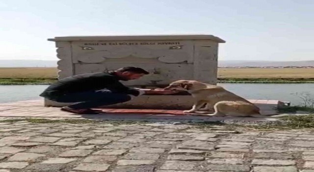 Sıcaktan bunalan köpeğe elleri ile su verdi