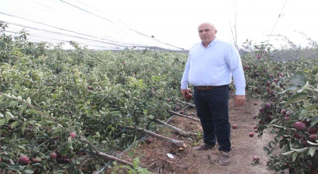 Şiddetli yağış binlerce elma ağacını kökünden kırdı