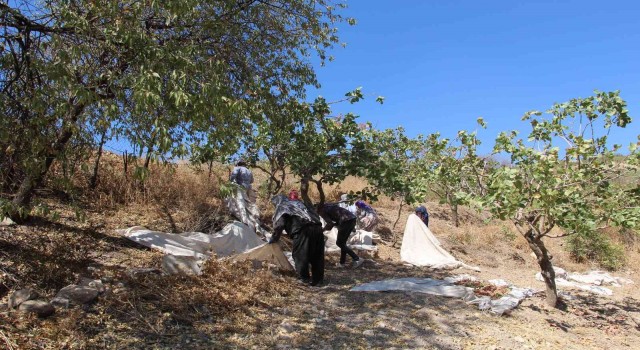 Siirt fıstığına yurt dışından yoğun talep fiyatları arttırdı