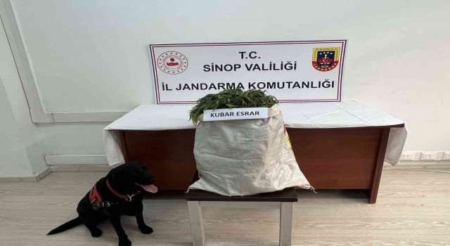 Sinopta 2,68 kilo esrar ele geçti: 1 gözaltı