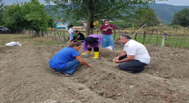 Sinopta 3 ilçede safran bitkisi dikildi