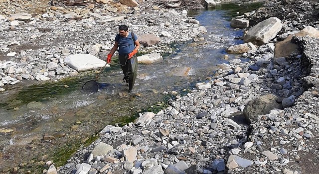 Sinopta kırmızı benekli alabalık popülasyonu güçlendirilecek