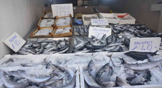 Sinopta palamut 10 liraya düştü