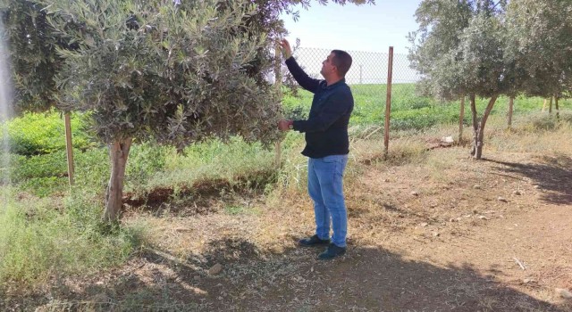 Şırnakta çiftçiler kuraklığı baraj sularıyla aşmak istiyor