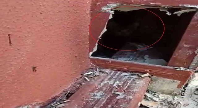 Sivasta baca oluğunda mahsur kalan yavru kediler itfaiye ekiplerince kurtarıldı