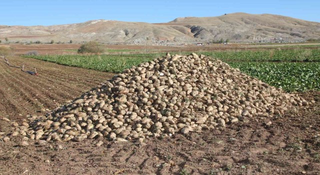 Sivasta şeker pancarında 1 milyon ton rekolte bekleniyor