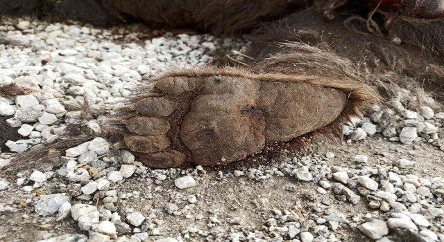 Sivasta yol kenarına atılmış bir ayı ölüsü bulundu