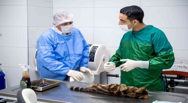 Sokak hayvanları kitap karşılığında kısırlaştırılıyor