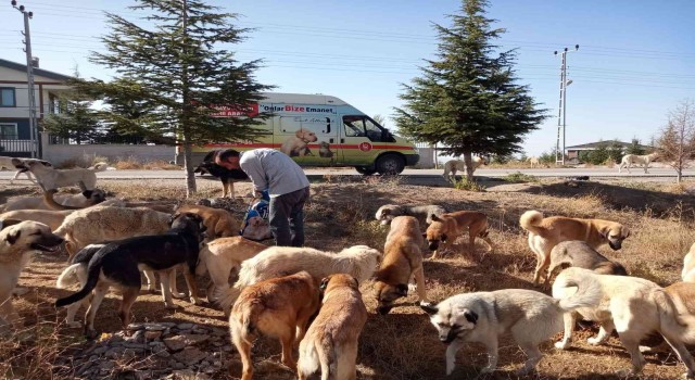 Sokak hayvanları şefkatli ellerde besleniyorlar