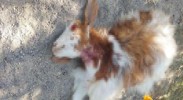 Sokak köpekleri gündüz vakti 3 keçiyi parçaladılar