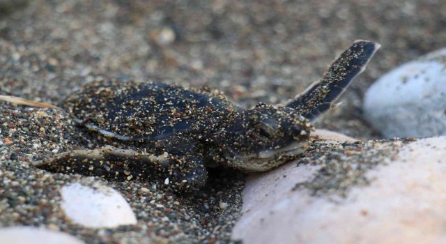 Sona kalan caretta caretta yavruları denizle buluşturuldu