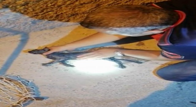 Su kuyusuna düşen kedi kalp masajıyla hayata tutundu