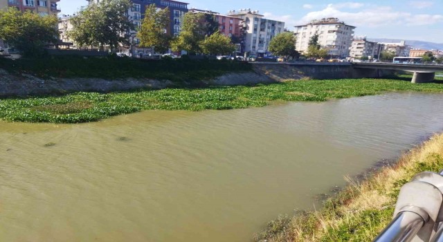 Su sümbülleri temizleniyor