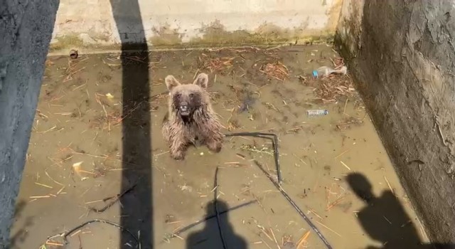 Sulama kanalına düşen ayı, 5 saatlik çalışmayla kurtarıldı