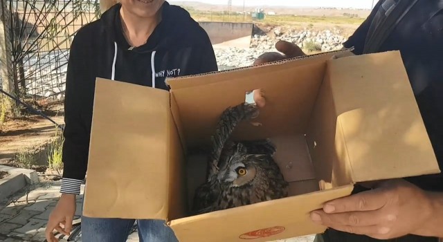 Sulama kanalında yaralı halde bulunan puhu kuşu tedavi altına alındı