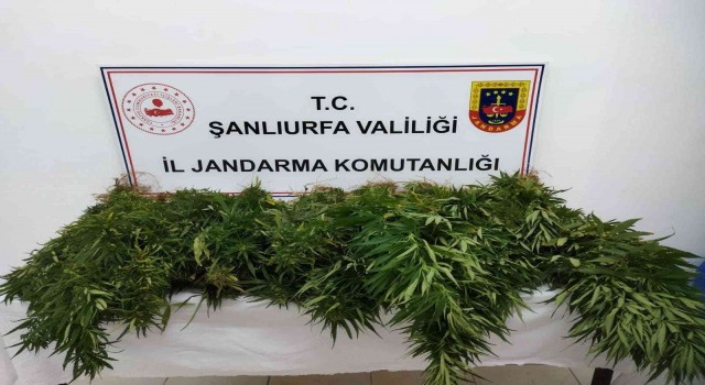 Suruçta 47 kök kenevir bitkisi ele geçirildi