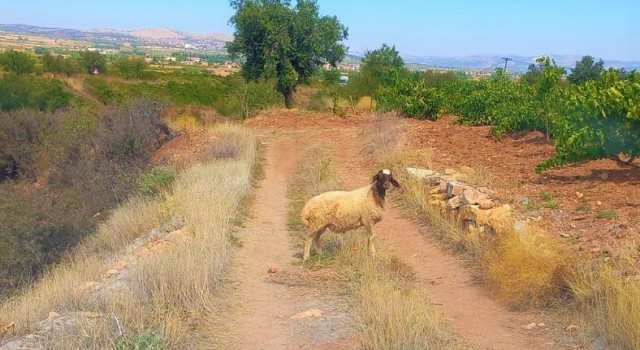 Sürüden kopan koyunu tarım görevlileri buldu