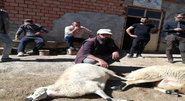Sürüye dalan 2 kurt 5 koyunu telef etti