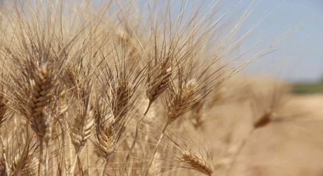 Tahıl ambarı Konya Ovasında beklenen rekolte artışı çıktı