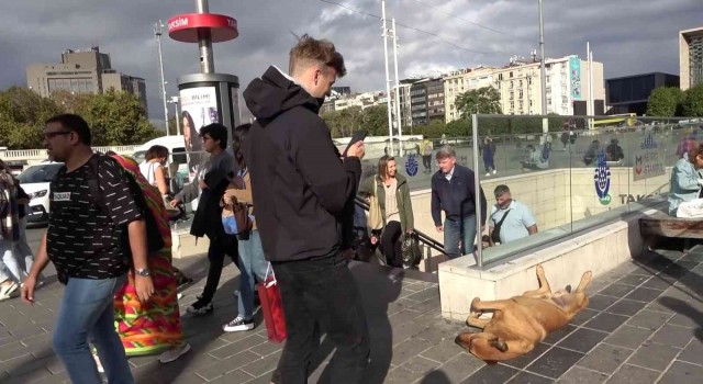 Taksimde ayakları havada uyuyan köpeğe turistlerden yoğun ilgi