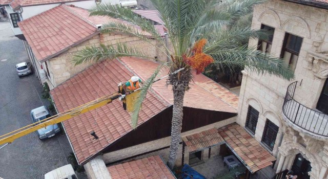 Tarihi Hurmalı Konakta hurma hasadı