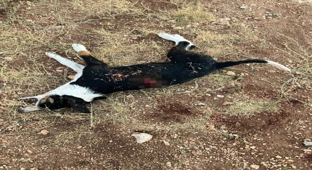 Tavuklarına zarar veren yavru köpeği tüfekle öldüren şahıs kamerada