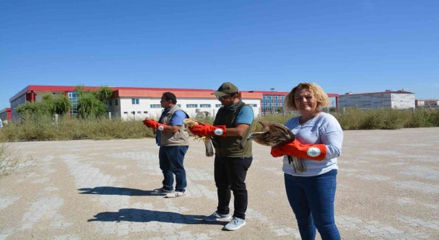 Tedavileri tamamlanan kerkenez ve kızıl şahinler doğaya salındı