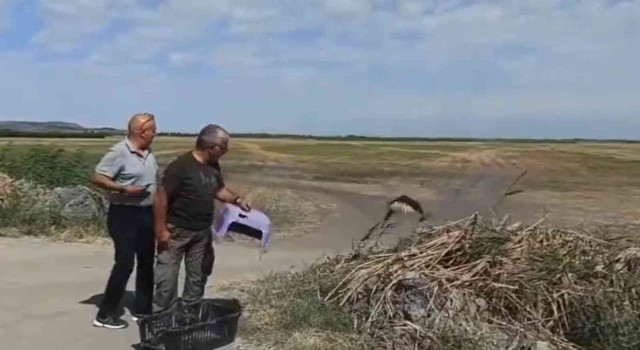 Tedavisi tamamlanan kızıl şahin doğal ortamına bırakıldı