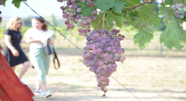 Tekirdağda bağ bozumu şenliği: Türkiye üzüm ihracatında dünya birincisi