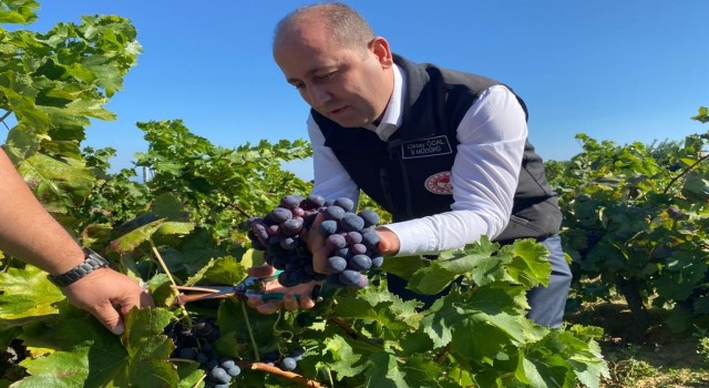 Tekirdağda üzüm üreticilerinin sorunları masaya yatırıldı