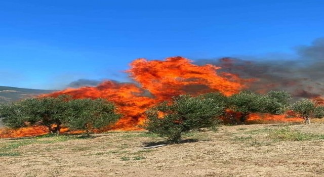 Tekirdağda zeytinlik alev alev yandı