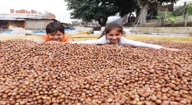 Tekkeköyde fındık patozda