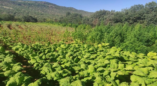 Terör örgütü PKKnın finans kaynaklarına darbe: 1 milyon 493 bin kök kenevir ele geçirildi